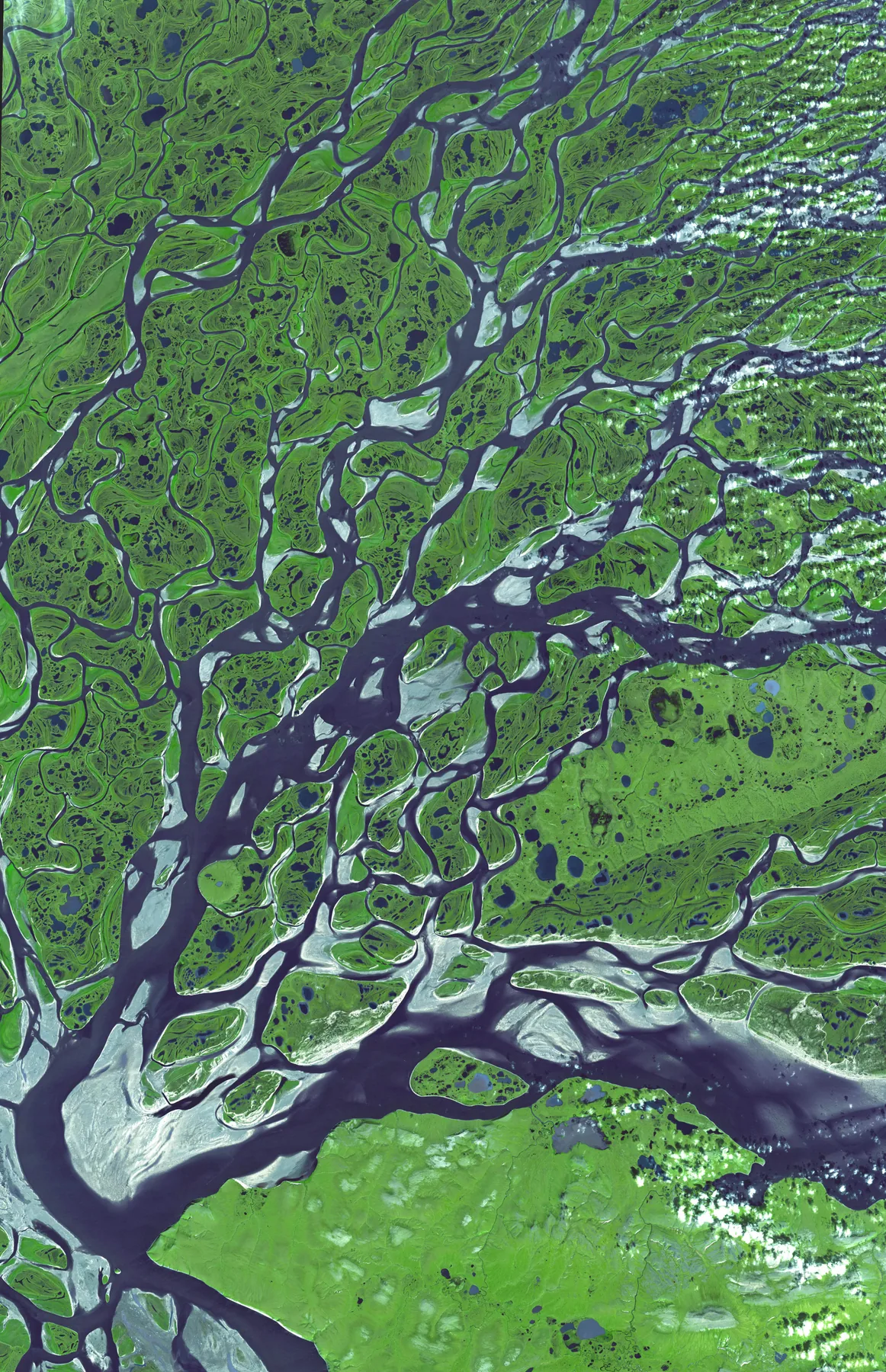 Branching dark waterways and scattered lakes weave through bright green tundra in a satellite image of the Lena River Delta.